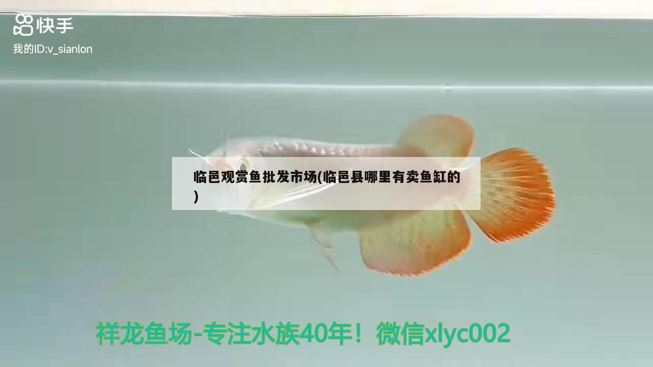 臨邑觀賞魚(yú)批發(fā)市場(chǎng)(臨邑縣哪里有賣魚(yú)缸的) 觀賞魚(yú)批發(fā)