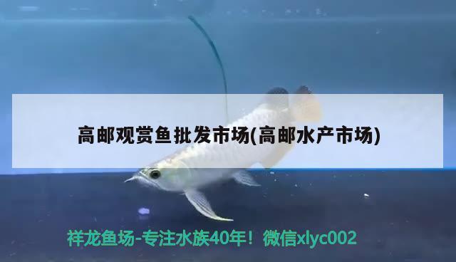 高郵觀賞魚批發(fā)市場(chǎng)(高郵水產(chǎn)市場(chǎng)) 觀賞魚批發(fā)