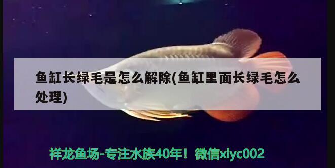 魚缸長綠毛是怎么解除(魚缸里面長綠毛怎么處理) 斯維尼關(guān)刀魚