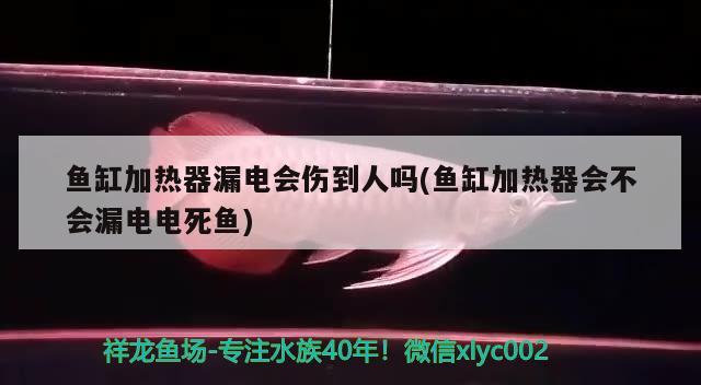 魚缸加熱器漏電會(huì)傷到人嗎(魚缸加熱器會(huì)不會(huì)漏電電死魚) 觀賞龜/鱉飼料