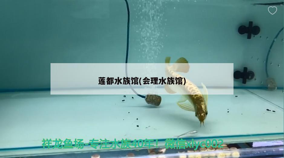 蓮都水族館(會(huì)理水族館) 泰龐海鰱魚