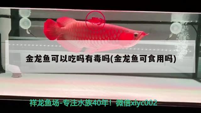 金龍魚(yú)可以吃嗎有毒嗎(金龍魚(yú)可食用嗎)