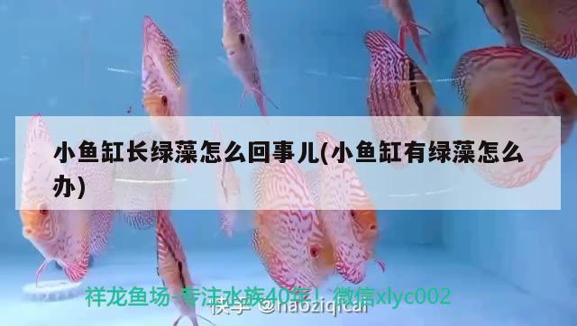 小魚缸長綠藻怎么回事兒(小魚缸有綠藻怎么辦) 一眉道人魚苗