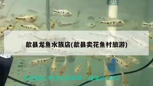 歙縣龍魚水族店(歙縣賣花魚村旅游) 祥龍魚場(chǎng)品牌產(chǎn)品