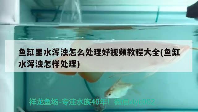 魚缸里水渾濁怎么處理好視頻教程大全(魚缸水渾濁怎樣處理) 龍魚百科