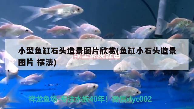 小型魚缸石頭造景圖片欣賞(魚缸小石頭造景圖片擺法) 暹羅巨鯉