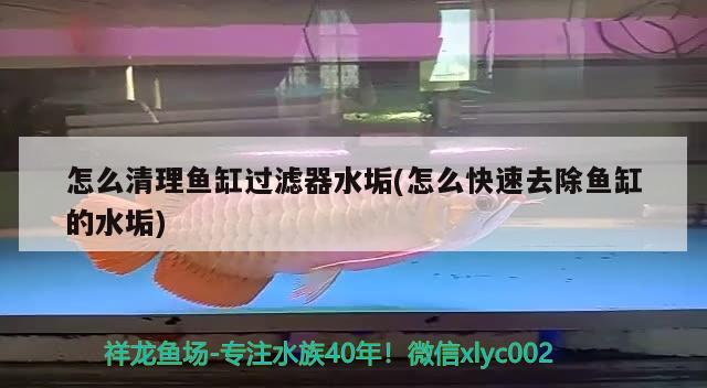 怎么清理魚缸過濾器水垢(怎么快速去除魚缸的水垢) 充氧泵