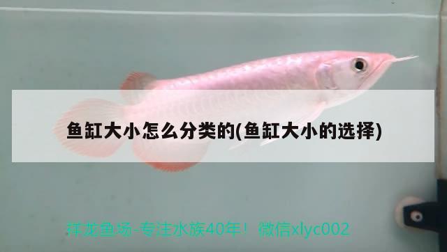 魚缸大小怎么分類的(魚缸大小的選擇) 海象魚