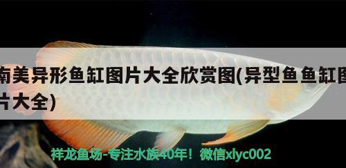 南美異形魚缸圖片大全欣賞圖(異型魚魚缸圖片大全)