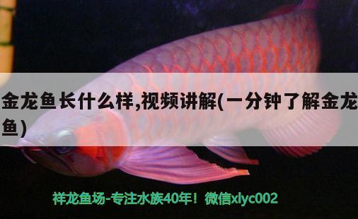 金龍魚長什么樣,視頻講解(一分鐘了解金龍魚)