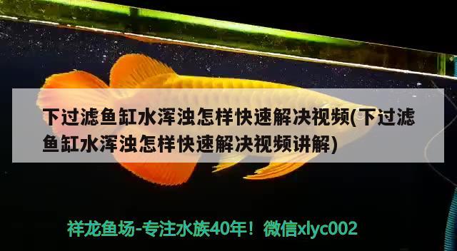 下過濾魚缸水渾濁怎樣快速解決視頻(下過濾魚缸水渾濁怎樣快速解決視頻講解) 白條過背金龍魚