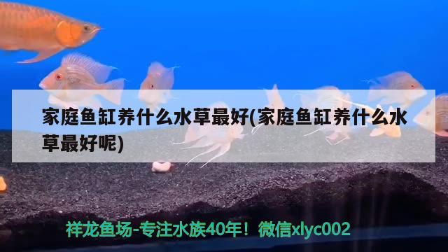 家庭魚(yú)缸養(yǎng)什么水草最好(家庭魚(yú)缸養(yǎng)什么水草最好呢) 水草