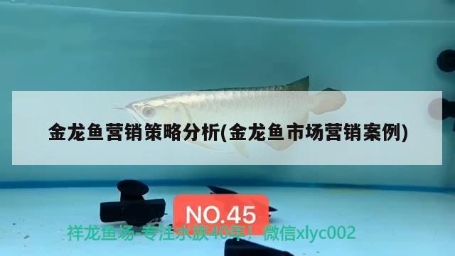 金龍魚營銷策略分析(金龍魚市場營銷案例) 虎斑恐龍魚