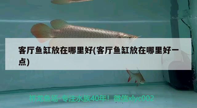 客廳魚缸放在哪里好(客廳魚缸放在哪里好一點(diǎn)) 哥倫比亞巨暴魚苗