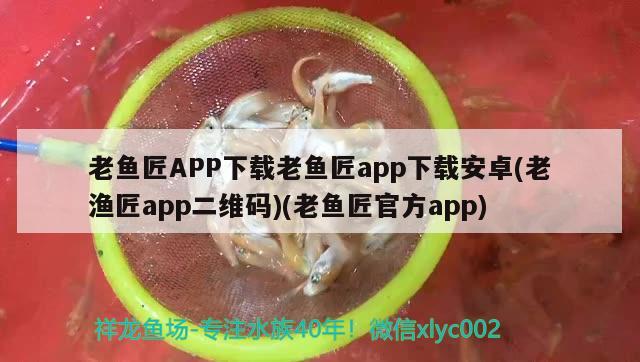 老魚匠APP下載老魚匠app下載安卓(老漁匠app二維碼)(老魚匠官方app)