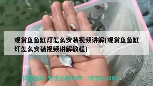 觀賞魚魚缸燈怎么安裝視頻講解(觀賞魚魚缸燈怎么安裝視頻講解教程)