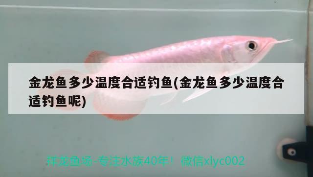 金龍魚多少溫度合適釣魚(金龍魚多少溫度合適釣魚呢) 垂釣樂園