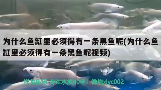 為什么魚缸里必須得有一條黑魚呢(為什么魚缸里必須得有一條黑魚呢視頻) 女王大帆魚苗