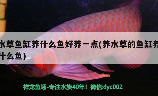 水草魚(yú)缸養(yǎng)什么魚(yú)好養(yǎng)一點(diǎn)(養(yǎng)水草的魚(yú)缸養(yǎng)什么魚(yú)) 水草