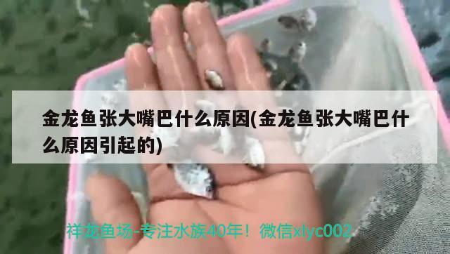 金龍魚張大嘴巴什么原因(金龍魚張大嘴巴什么原因引起的)