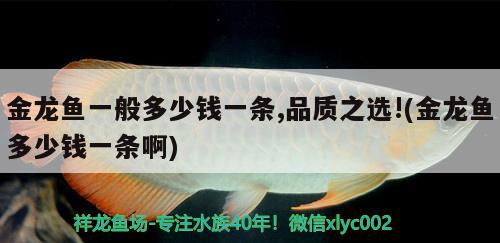 金龍魚一般多少錢一條,品質(zhì)之選!(金龍魚多少錢一條啊)