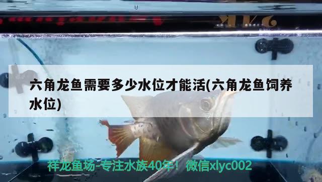 六角龍魚(yú)需要多少水位才能活(六角龍魚(yú)飼養(yǎng)水位) 名貴錦鯉魚(yú)