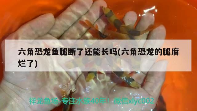 六角恐龍魚腿斷了還能長嗎(六角恐龍的腿腐爛了) 紅龍專用魚糧飼料