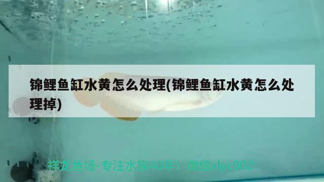 錦鯉魚缸水黃怎么處理(錦鯉魚缸水黃怎么處理掉)