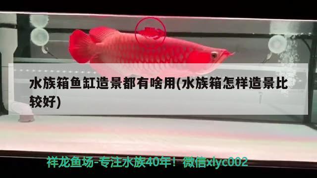 水族箱魚缸造景都有啥用(水族箱怎樣造景比較好) 魚缸/水族箱