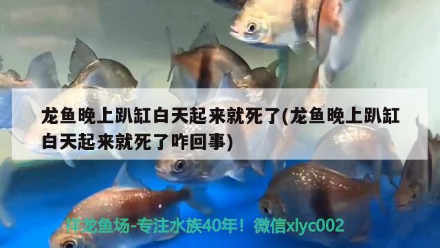 龍魚晚上趴缸白天起來就死了(龍魚晚上趴缸白天起來就死了咋回事)