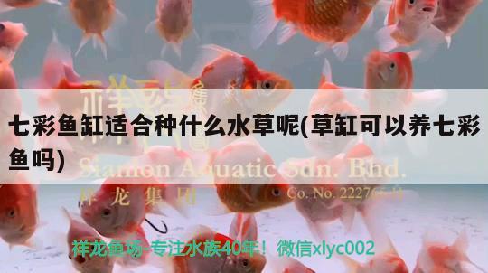 七彩魚缸適合種什么水草呢(草缸可以養(yǎng)七彩魚嗎) 水草