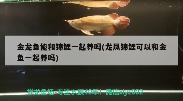 金龍魚(yú)能和錦鯉一起養(yǎng)嗎(龍鳳錦鯉可以和金魚(yú)一起養(yǎng)嗎)