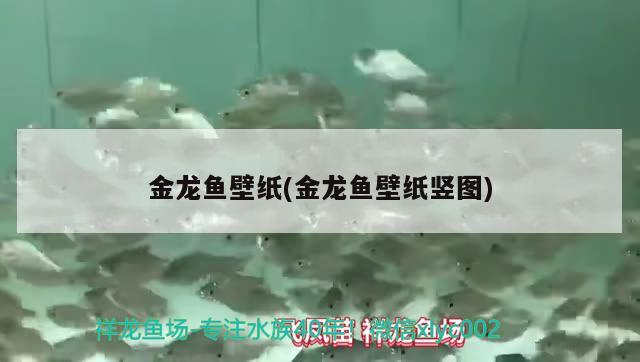 金龍魚壁紙(金龍魚壁紙豎圖)