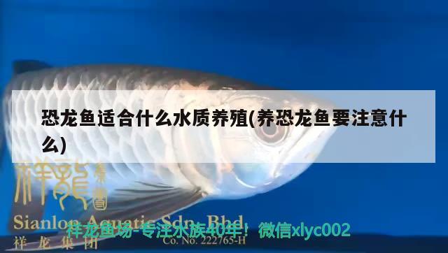 恐龍魚適合什么水質養(yǎng)殖(養(yǎng)恐龍魚要注意什么)