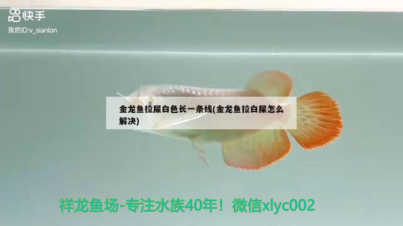 金龍魚拉屎白色長一條線(金龍魚拉白屎怎么解決) 魚缸風(fēng)水