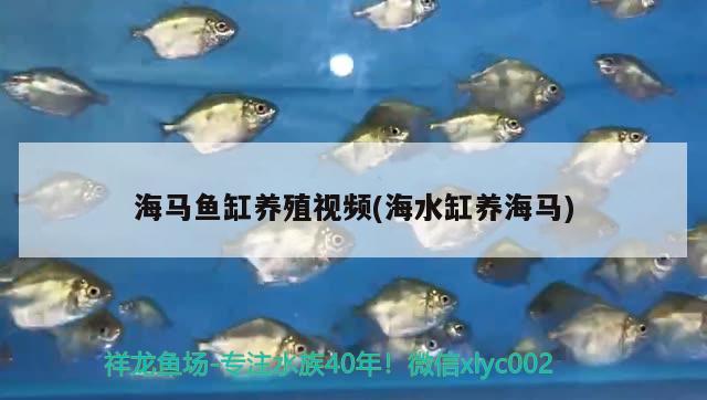 海馬魚缸養(yǎng)殖視頻(海水缸養(yǎng)海馬)