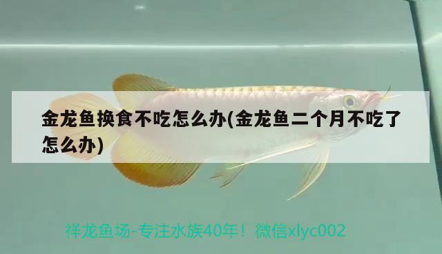 金龍魚換食不吃怎么辦(金龍魚二個(gè)月不吃了怎么辦) 粗線銀版魚苗