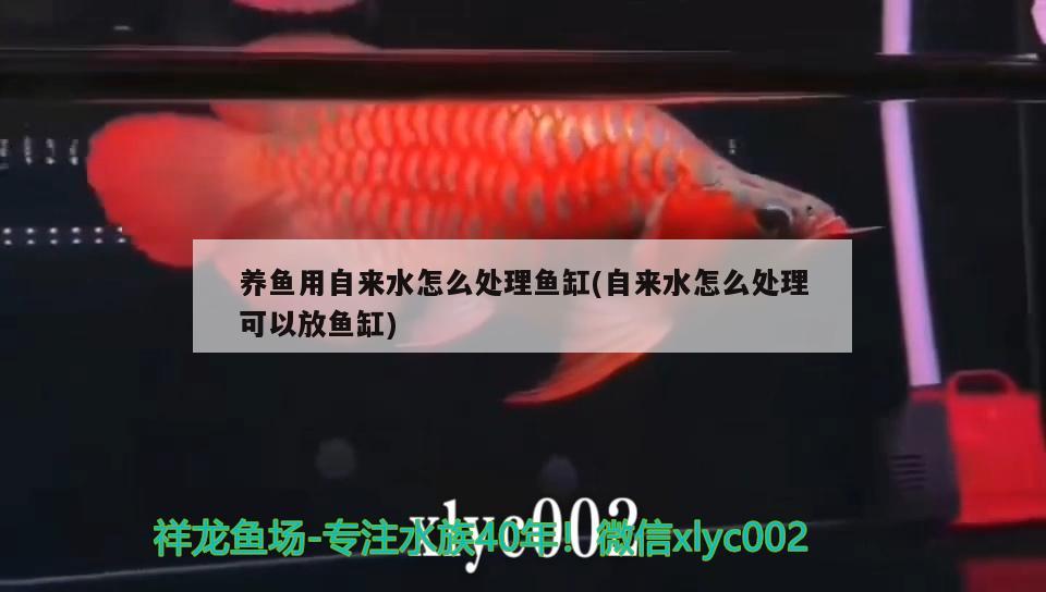 養(yǎng)魚用自來(lái)水怎么處理魚缸(自來(lái)水怎么處理可以放魚缸)