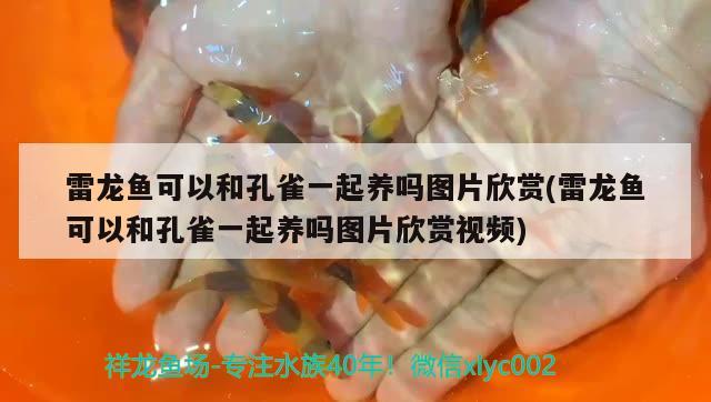 雷龍魚可以和孔雀一起養(yǎng)嗎圖片欣賞(雷龍魚可以和孔雀一起養(yǎng)嗎圖片欣賞視頻)