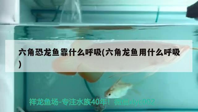 六角恐龍魚靠什么呼吸(六角龍魚用什么呼吸)