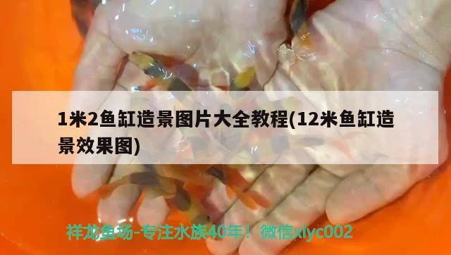 1米2魚缸造景圖片大全教程(12米魚缸造景效果圖)