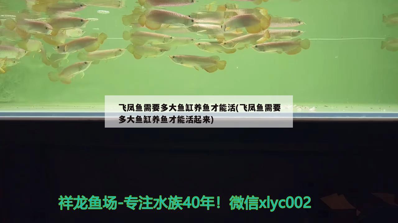 飛鳳魚(yú)需要多大魚(yú)缸養(yǎng)魚(yú)才能活(飛鳳魚(yú)需要多大魚(yú)缸養(yǎng)魚(yú)才能活起來(lái)) 飛鳳魚(yú)