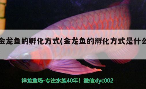 金龍魚的孵化方式(金龍魚的孵化方式是什么)