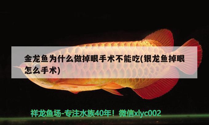 金龍魚(yú)為什么做掉眼手術(shù)不能吃(銀龍魚(yú)掉眼怎么手術(shù)) 銀龍魚(yú)百科