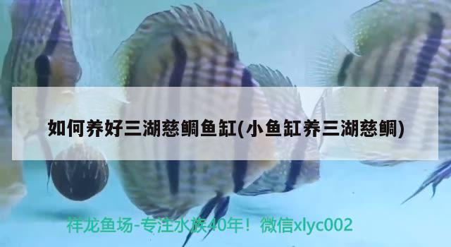 如何養(yǎng)好三湖慈鯛魚缸(小魚缸養(yǎng)三湖慈鯛)