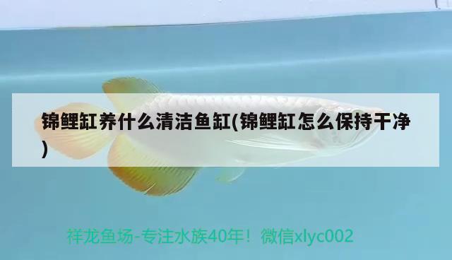 錦鯉缸養(yǎng)什么清潔魚缸(錦鯉缸怎么保持干凈) 福滿鉆魚