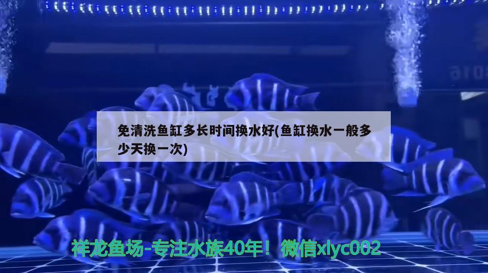 免清洗魚缸多長時間換水好(魚缸換水一般多少天換一次)