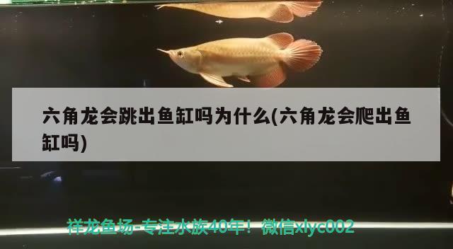 六角龍會(huì)跳出魚缸嗎為什么(六角龍會(huì)爬出魚缸嗎) 銀龍魚苗