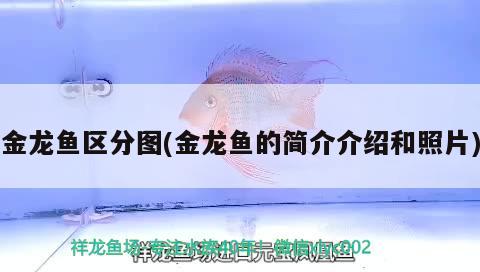 金龍魚區(qū)分圖(金龍魚的簡介介紹和照片)