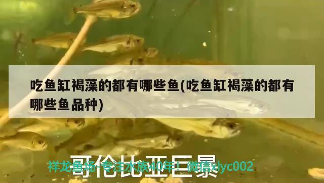 吃魚缸褐藻的都有哪些魚(吃魚缸褐藻的都有哪些魚品種)